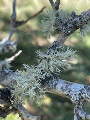 Ramalina dilacerata
