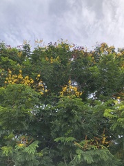 Peltophorum pterocarpum