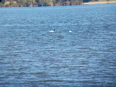 Cygnus melancoryphus