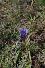 Gentiana decumbens