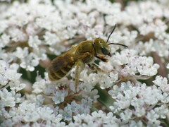 Halictus subauratus