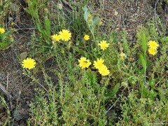 Hordeum murinum leporinum