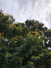 Peltophorum pterocarpum