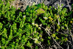 Diosma guthriei