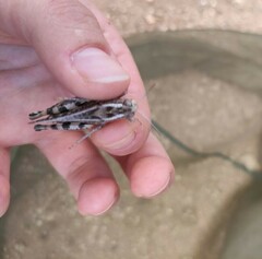 Calliptamus barbarus