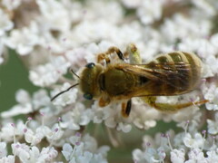 Halictus subauratus