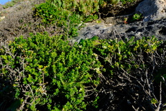 Diosma guthriei