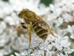 Halictus subauratus