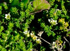 Diosma guthriei