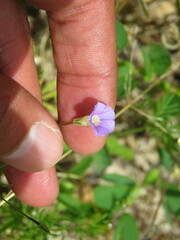 Ipomoea costellata