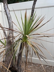 Yucca gigantea