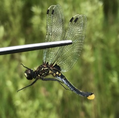 Leucorrhinia dubia