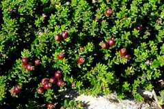 Phylica greyi