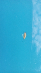 Heteroptera