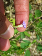 Ipomoea costellata