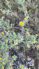 Heterotheca villosa
