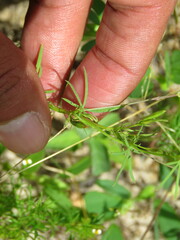 Ipomoea costellata