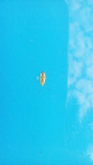 Heteroptera
