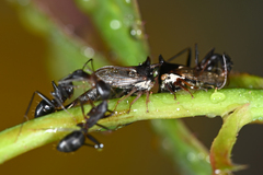 Camponotus compressus