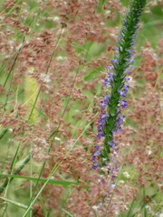 Lobelia fenestralis