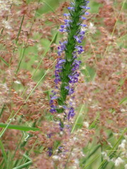 Lobelia fenestralis