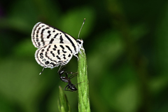 Camponotus compressus