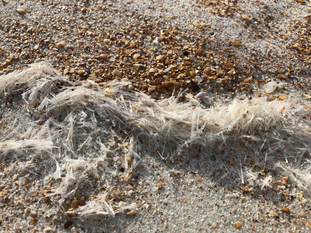 Needle Sea Butterfly