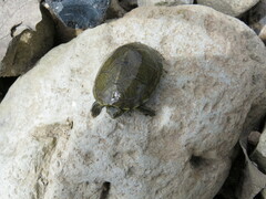 Kinosternon integrum