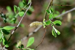 Salix cinerea