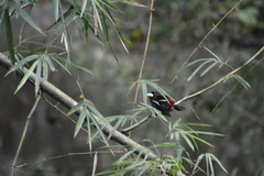 Cymbirhynchus macrorhynchos