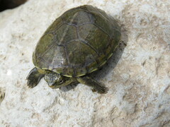 Kinosternon integrum