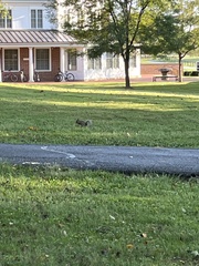 Sciurus carolinensis
