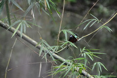 Cymbirhynchus macrorhynchos