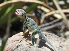 Crotaphytus collaris