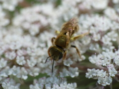 Halictus subauratus