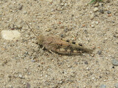 Heliastus sumichrasti