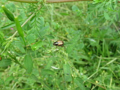 Callirhinus metallescens