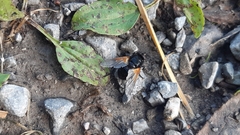 Mesembrina meridiana