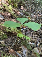 Trillium rugelii