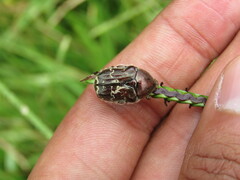 Euphoria leucographa
