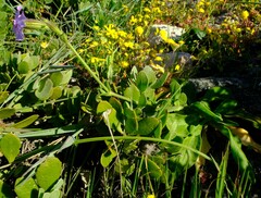 Silene saldanhensis