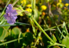 Silene saldanhensis