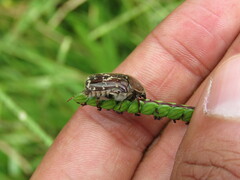 Euphoria leucographa