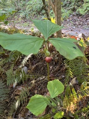 Trillium rugelii