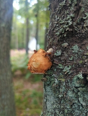 Hapalopilus rutilans