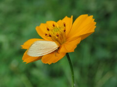 Chrysoecia thoracica