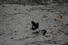 Papilio nephelus