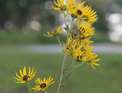 Helianthus silphioides