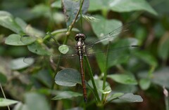 Lathrecista asiatica