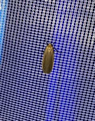 Eilema depressa